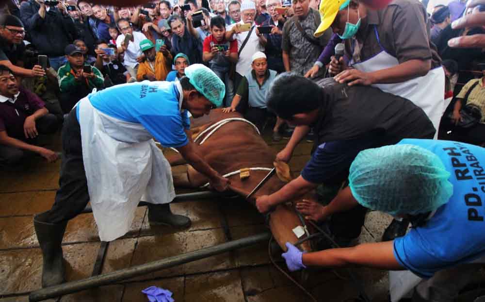 Salah satu kandang di RPH Surabaya