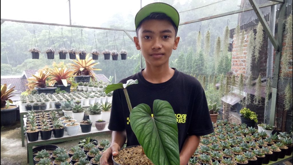 Satu dari dua remaja sukses karena budidaya tanaman Genus Philodendron