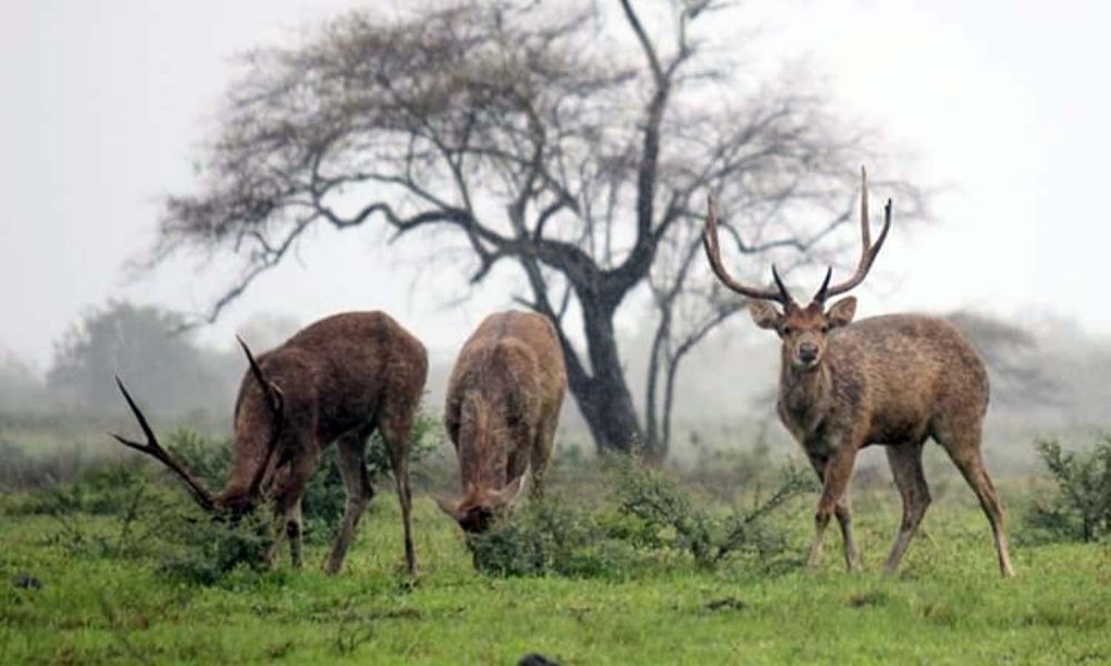 Rusa Baluran di Savana Bekol Alas Baluran (Foto: Sahlul Fahmi/jatimnow.com)