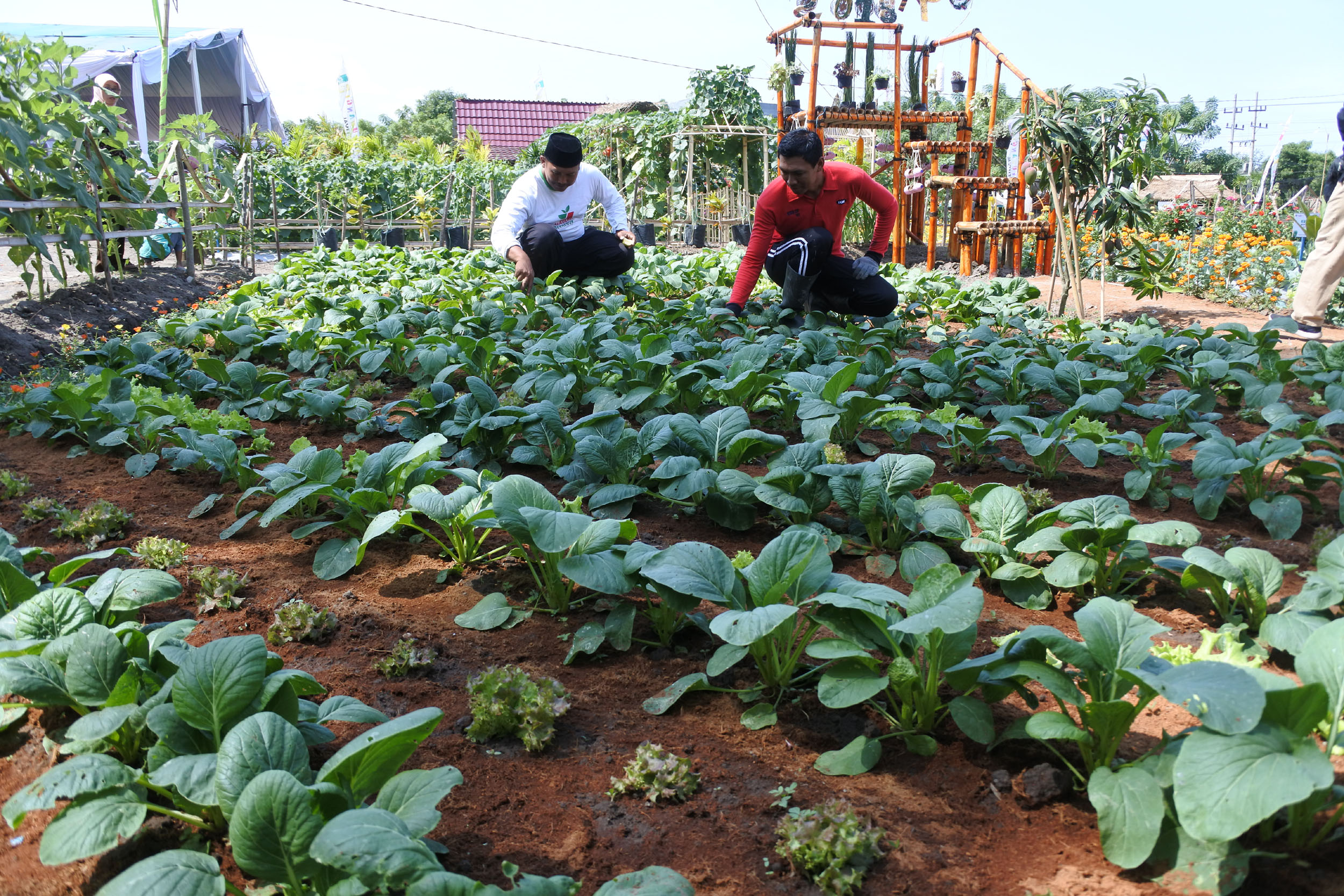 Salah satu lahan di Banyuwangi Agro Expo