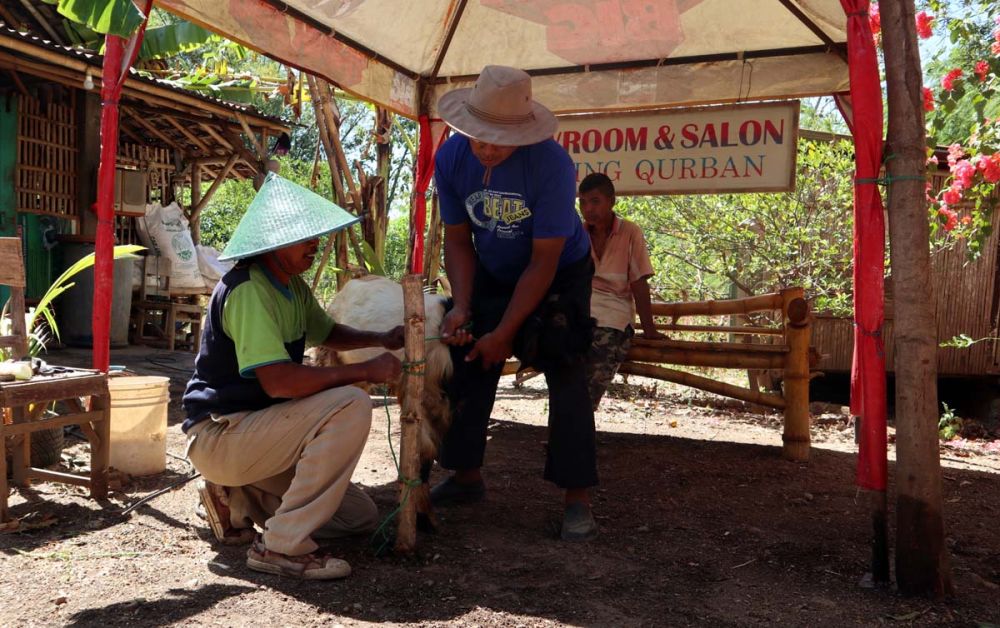 Salon kambing kurban di Ponorogo yang dikelola Maiful