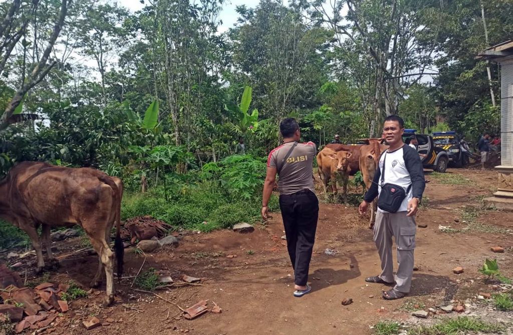 6 Ekor Sapi Hasil Curian dari Jombang Ditemukan di Probolinggo