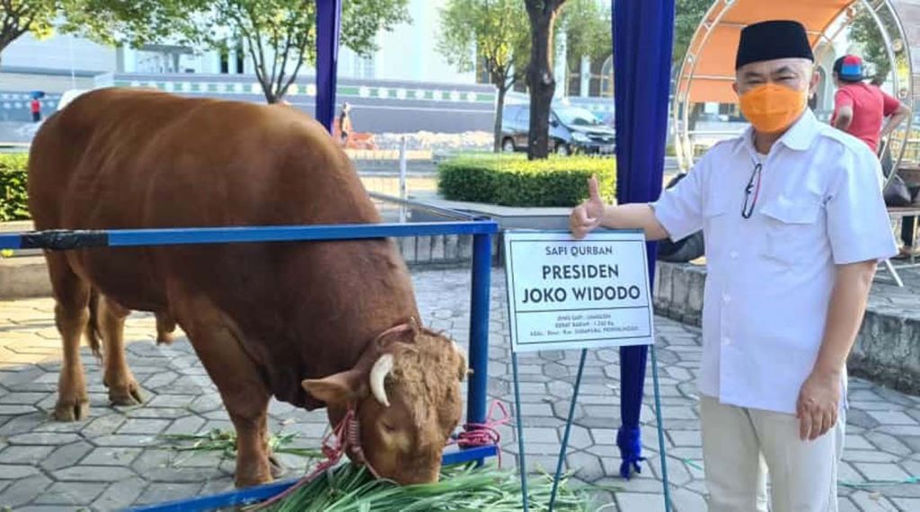 Humas Masjid Al-Akbar, Helmi M Noor memperlihatkan sapi kurban Presiden Jokowi
