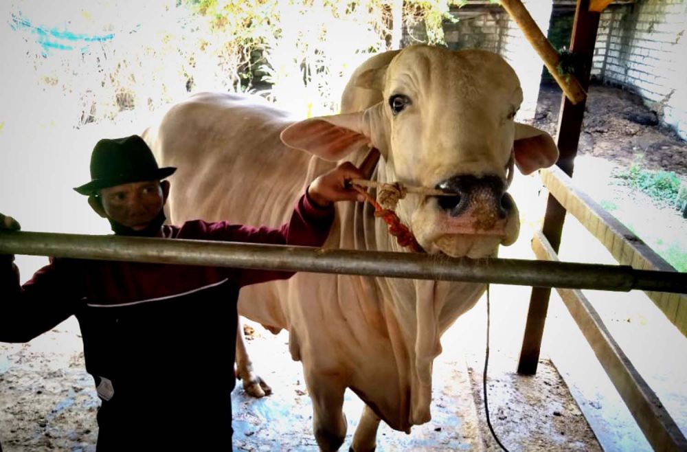 Sapi milik warga Gresik yang dibeli Presiden Jokowi untuk hewan kurban