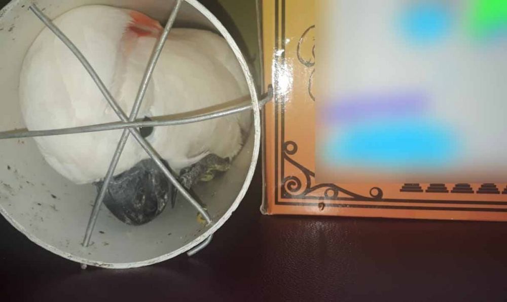 Kakatua Maluku, burung dilindungi dimasukkan ke dalam pipa untuk diselundupkan ke Malang