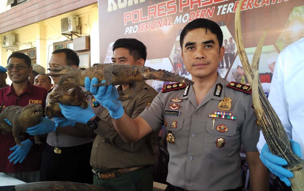 Kapolres Pasuruan AKBP Rofiq Ripto Himawan menunjukkan satwa langka dilindungi yang sudah diawetkan