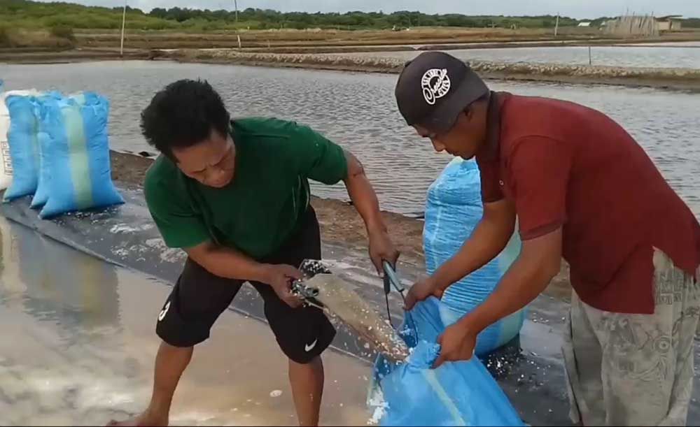 Petambak garam Pasuruan