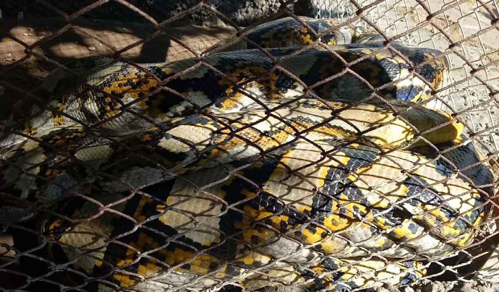 BKSDA melihat ular piton yang ditemukan warga