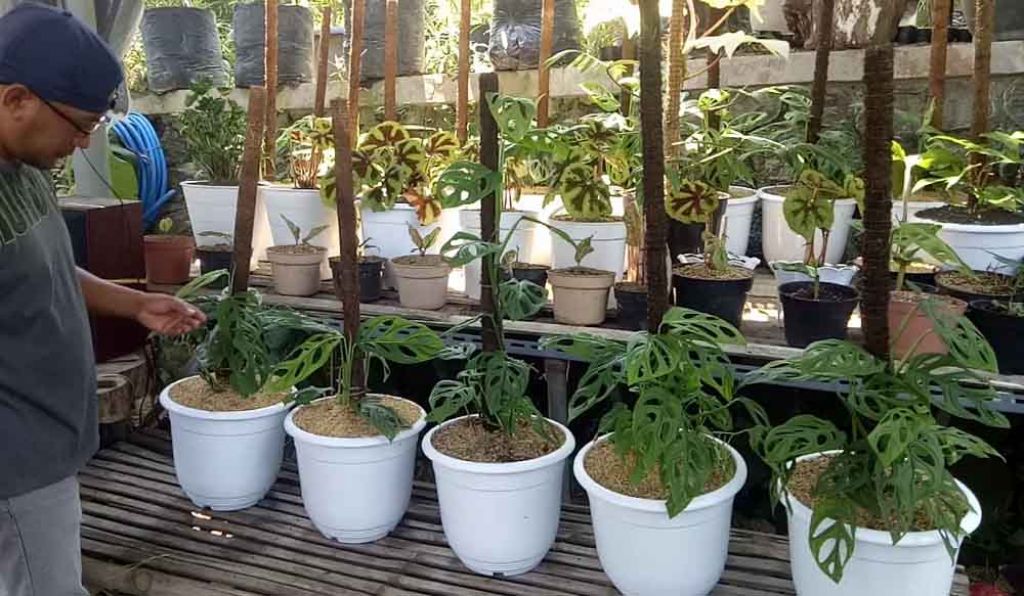 Petani janda bolong di Pasuruan