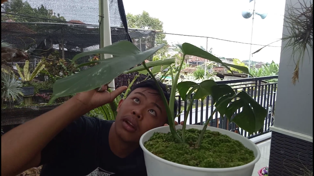 Wanda Saputra melihat koleksi tanaman hias miliknya