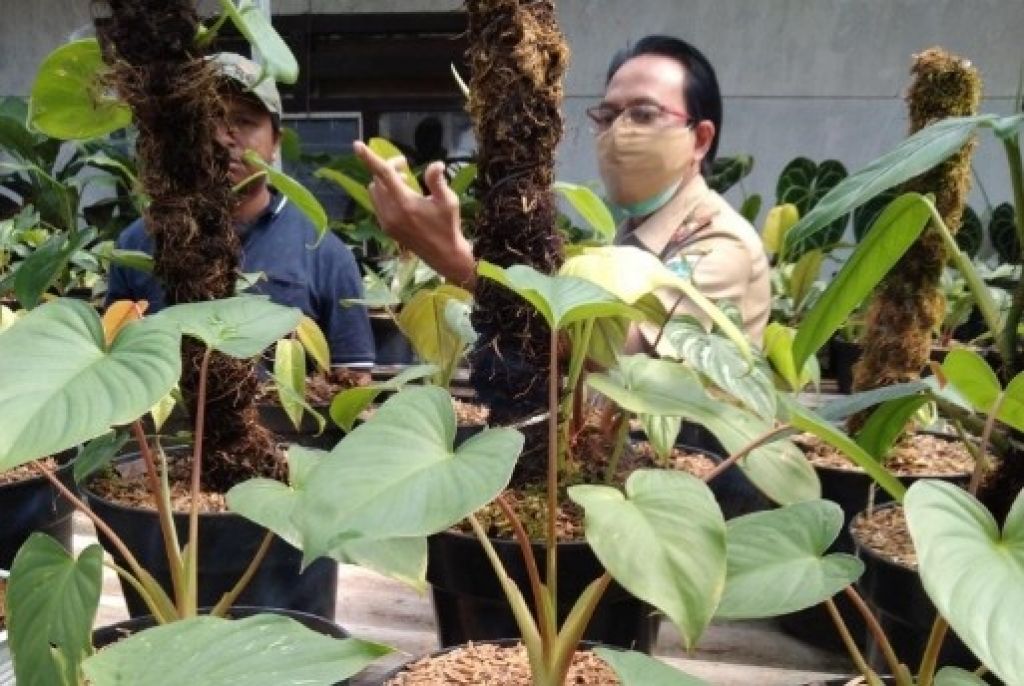 Saat Kepala DPKP Kota Batu, Sugeng Pramono turun langsung ke petani tanaman hias. (Foto: Galih Rakasiwi)