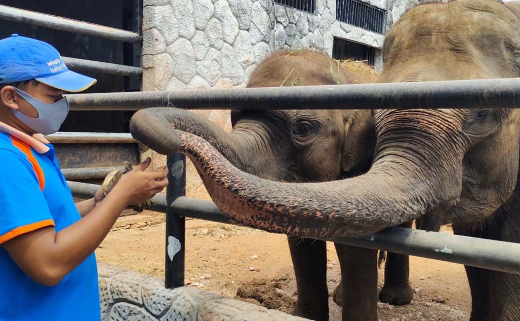 Gajah koleksi Maharani Zoo Lamongan (Foto-foto: Istimewa)