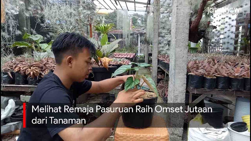 Video: Melihat Remaja Pasuruan Raih Omset Jutaan dari Tanaman