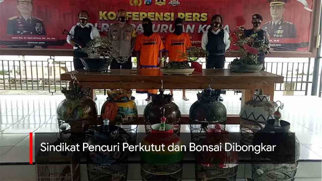 Video: Sindikat Pencuri Perkutut dan Bonsai Dibongkar