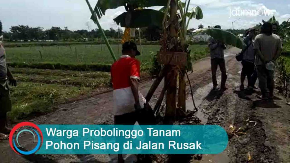 Video: Warga Probolinggo Tanam Pohon Pisang di Jalan Rusak