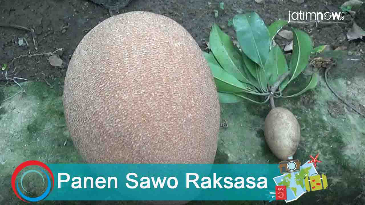 Video: Panen Sawo Raksasa di Ponorogo