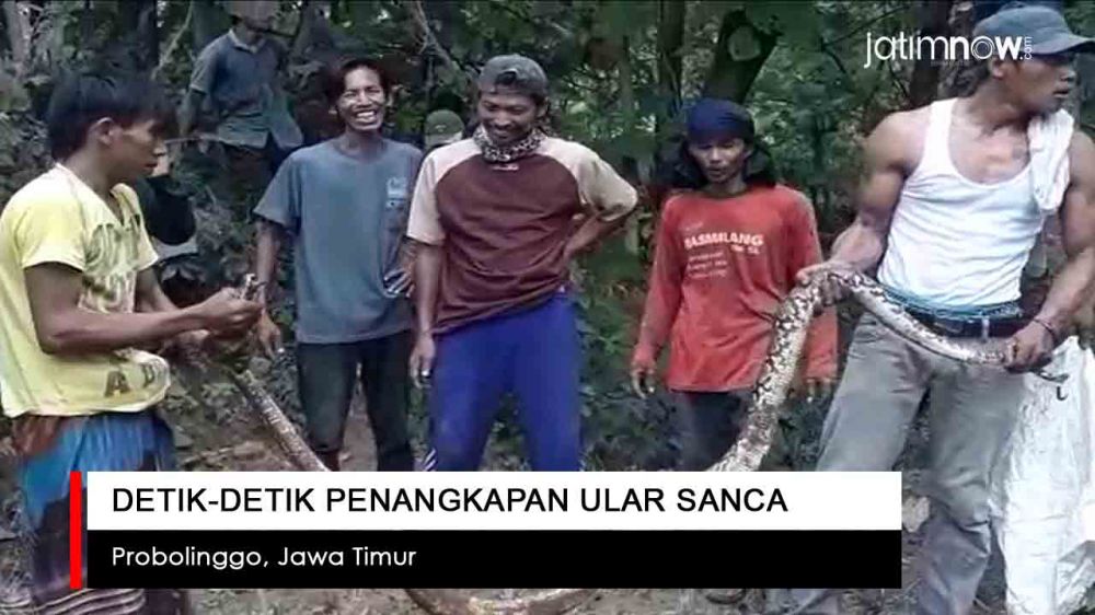 Video: Detik-detik Penangkapan Ular Sanca di Probolinggo