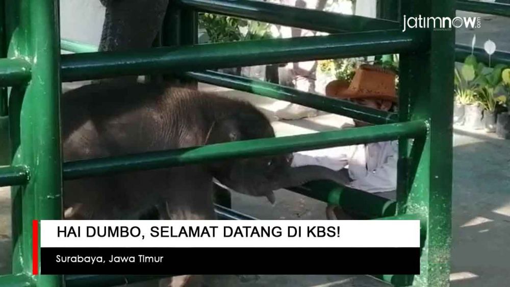 Video: Hai Dumbo, Selamat Datang di KBS!