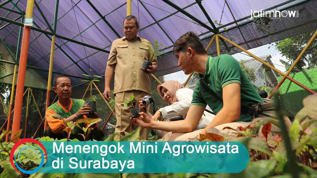 Video: Menengok Mini Agrowisata di Surabaya
