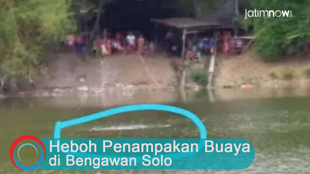 Video: Heboh Penampakan Buaya di Bengawan Solo