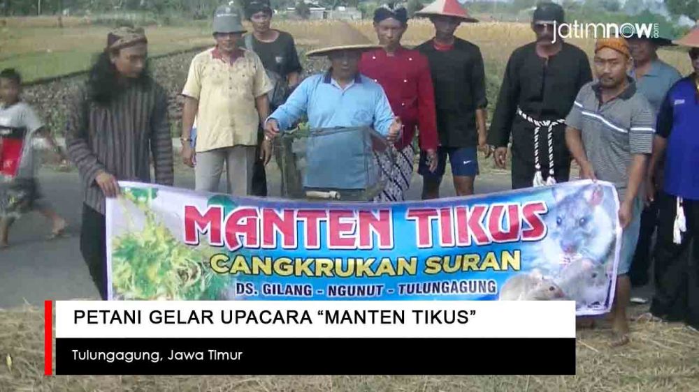 Video: Petani di Tulungagung Gelar Upacara "Manten Tikus"