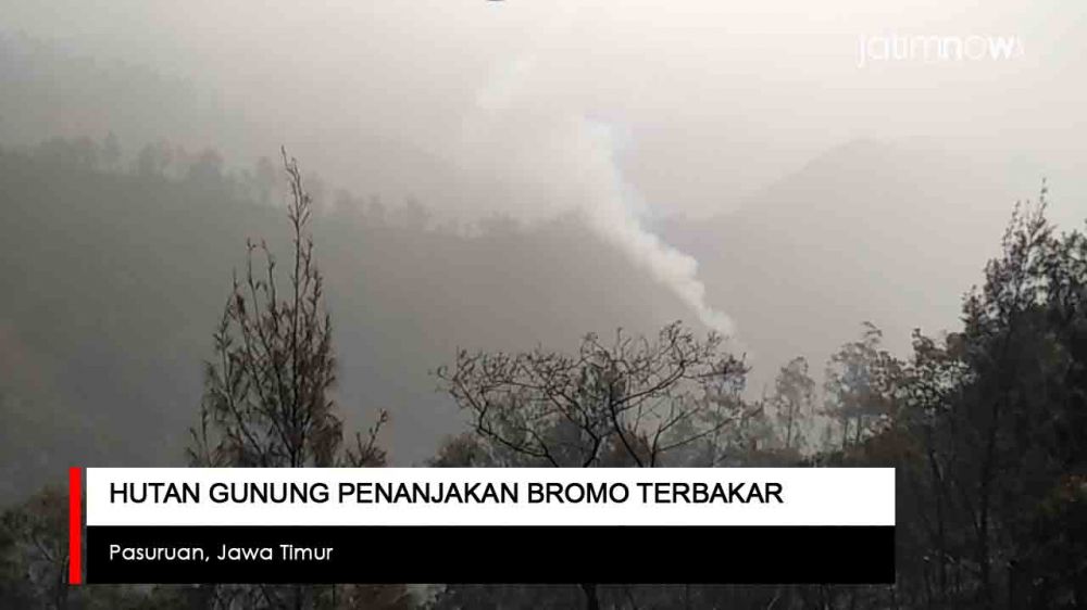 Video: Hutan Gunung Penanjakan Bromo Terbakar