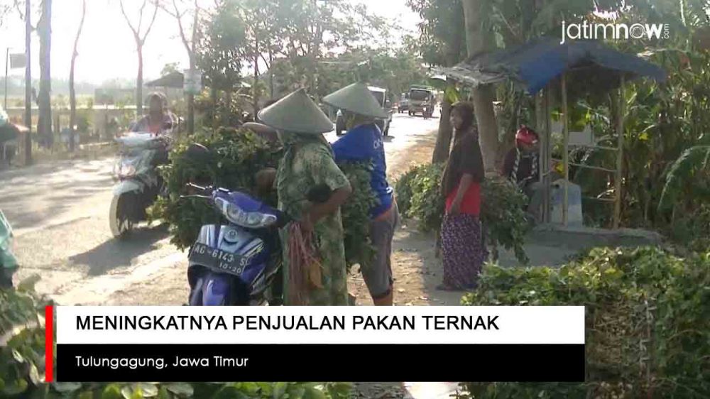Video: Meningkatnya Penjualan Pakan Ternak di Tulungagung