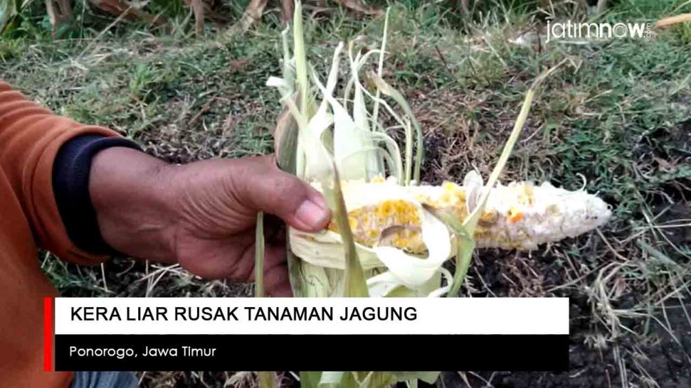 Video: Kera Liar Rusak Tanaman Jagung di Ponorogo