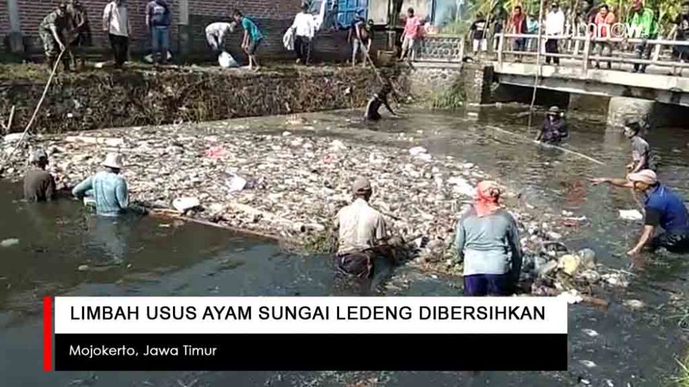 Video: Limbah Usus Ayam Sungai Ledeng Dibersihkan
