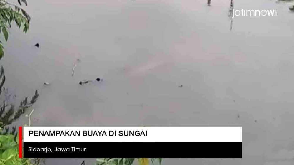 Video: Penampakan Buaya Gegerkan Warga Sidoarjo