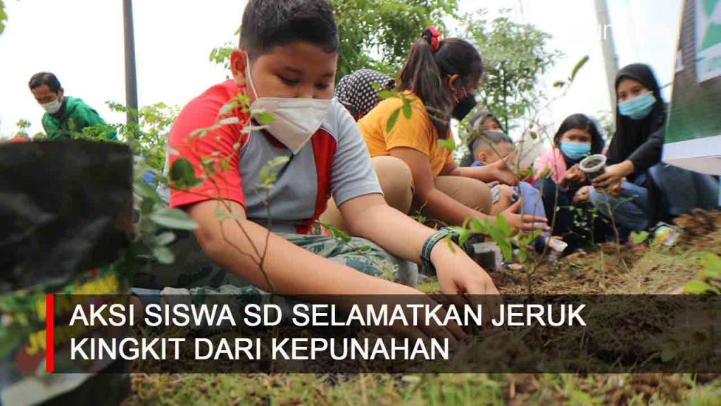 Video: Aksi Siswa SD di Surabaya Selamatkan Jeruk Kingkit dari Kepunahan