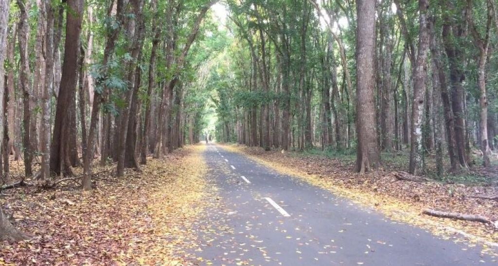 Pilihan Pembaca: Macan Tutul Terekam Camera Trap hingga Tewas Terlindas Truk