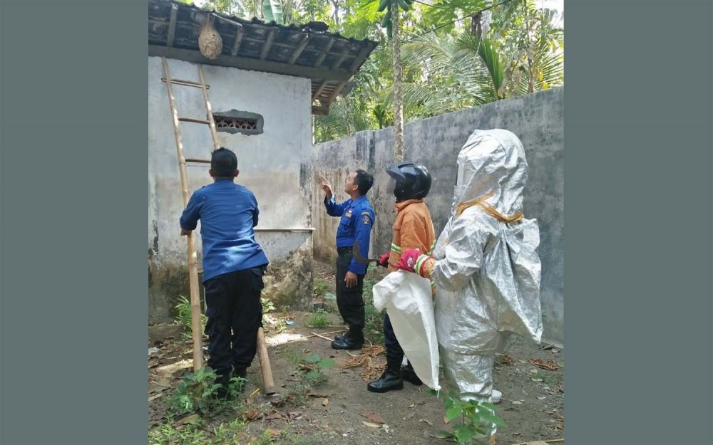 Petugas pemadam kebakaran mengevakuasi sarang tawon ndas di rumah warga Blitar