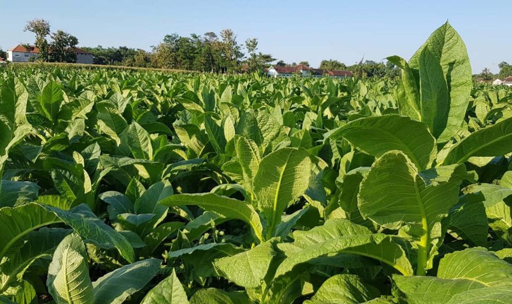 Tembakau yang ditanam para petani di Probolinggo
