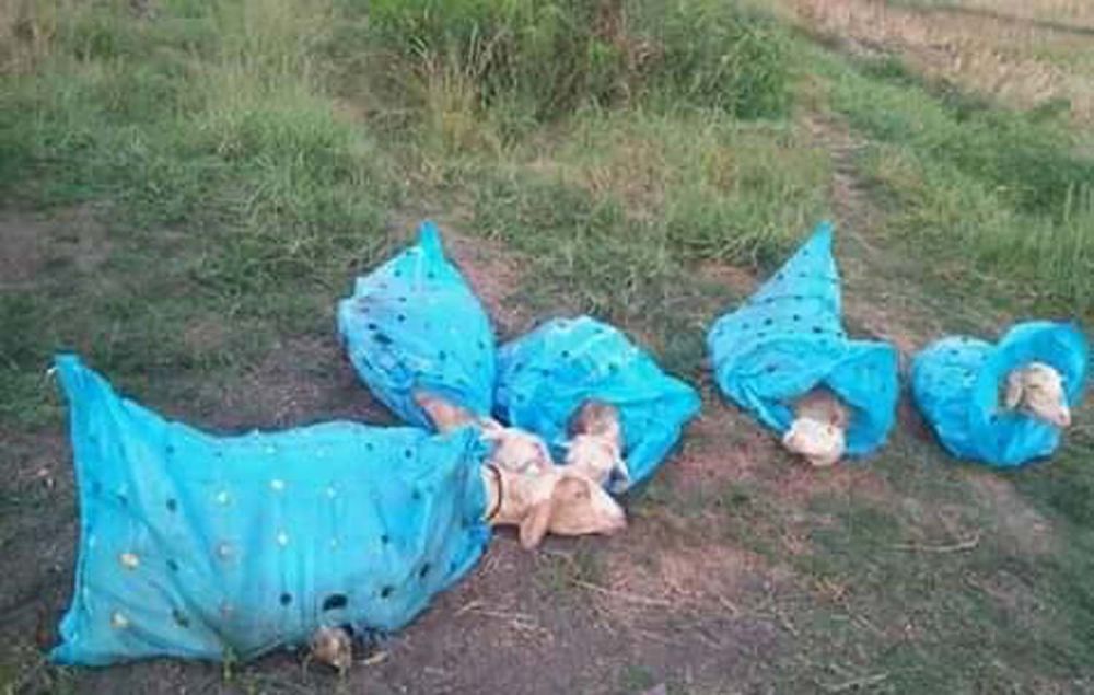 Penampakan lima kambing milik warga Sukodono, Sidoarjo yang gagal dicuri (Foto: Istimewa)