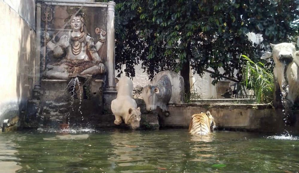 Koleksi harimau di Jatim Park II Kota Batu