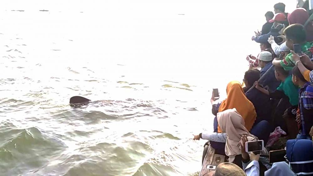 Kehebohan warga peserta Tradisi Praonan di Pasuruan saat Hiu Tutul menampakkan diri di laut lepas