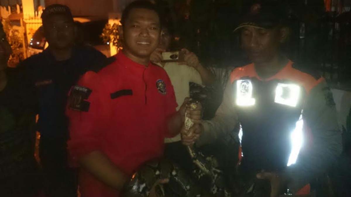 Tim Orong-orong PMK Surabaya saat tangkap ular piton yang ada di dalam selokan daerah jagir. 
