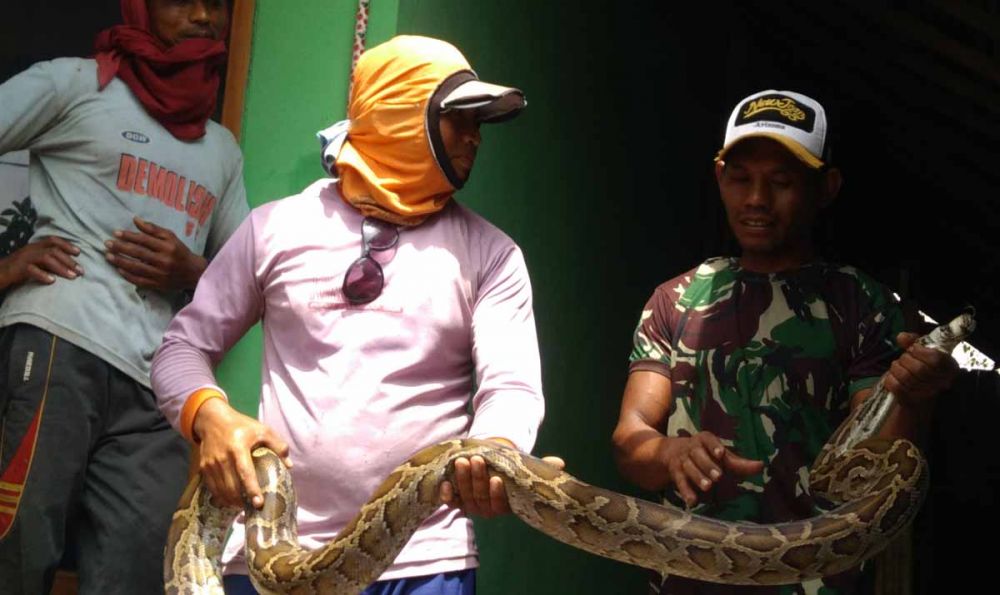 BKSDA Minta Ular Piton yang Ditangkap Warga di Probolinggo Diserahkan
