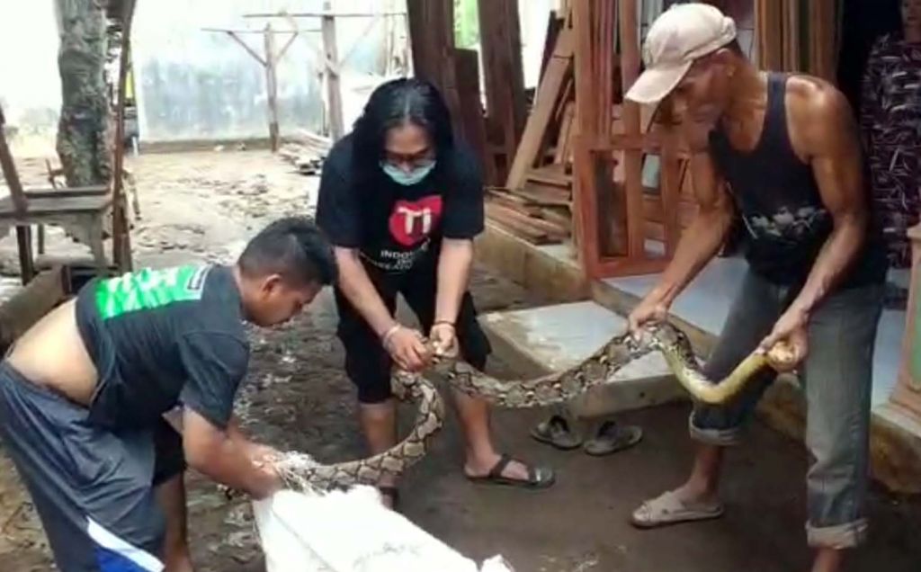 Ular piton yang terseret banjir akibat luapan Sungai Petung Pasuruan