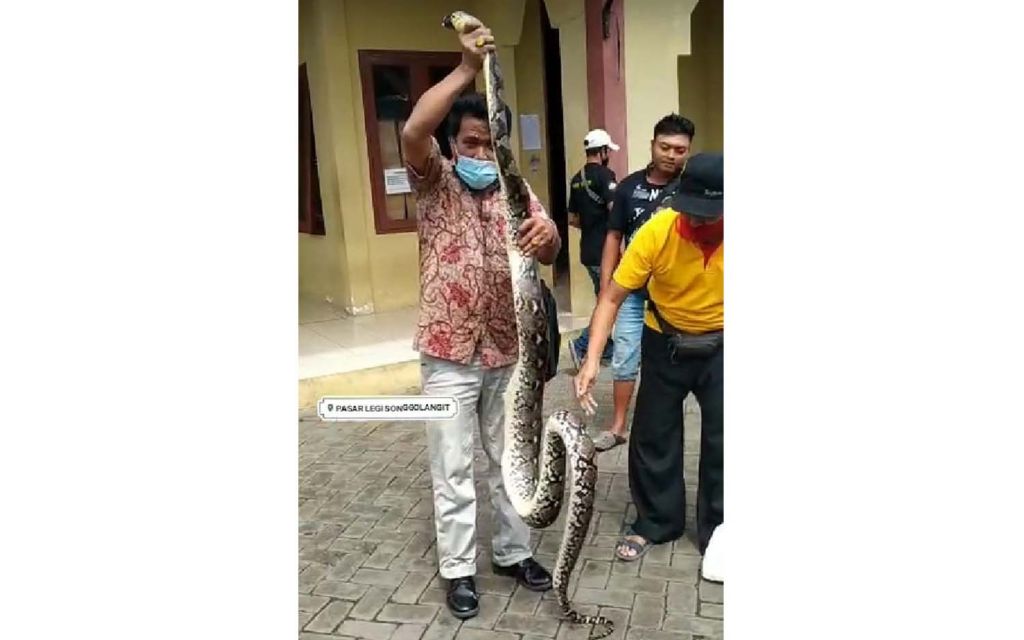 Warga menunjukkan ular sanca yang gemparkan emak-emak di Pasar Legi, Ponorogo