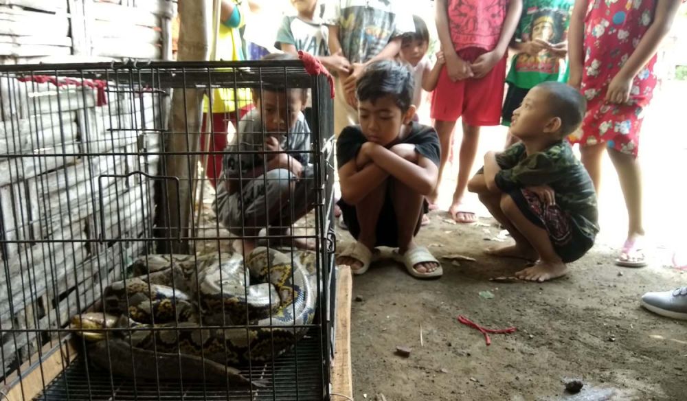 Ular sanca kembang sepanjang 4 meter yang ditangkap warga di Mojokerto