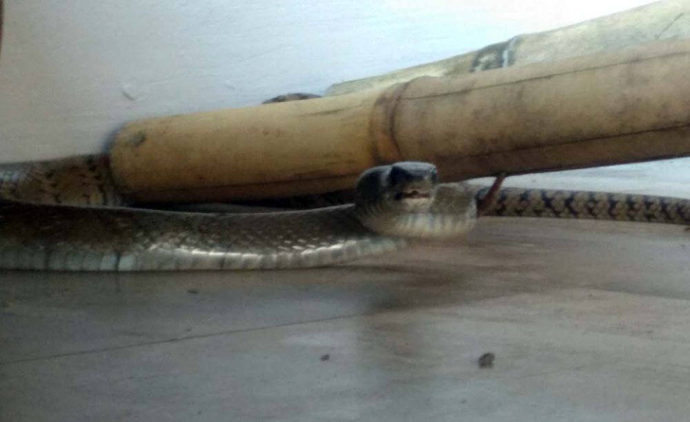 Seorang Warga di Kota Probolinggo Diserang Ular Sanca