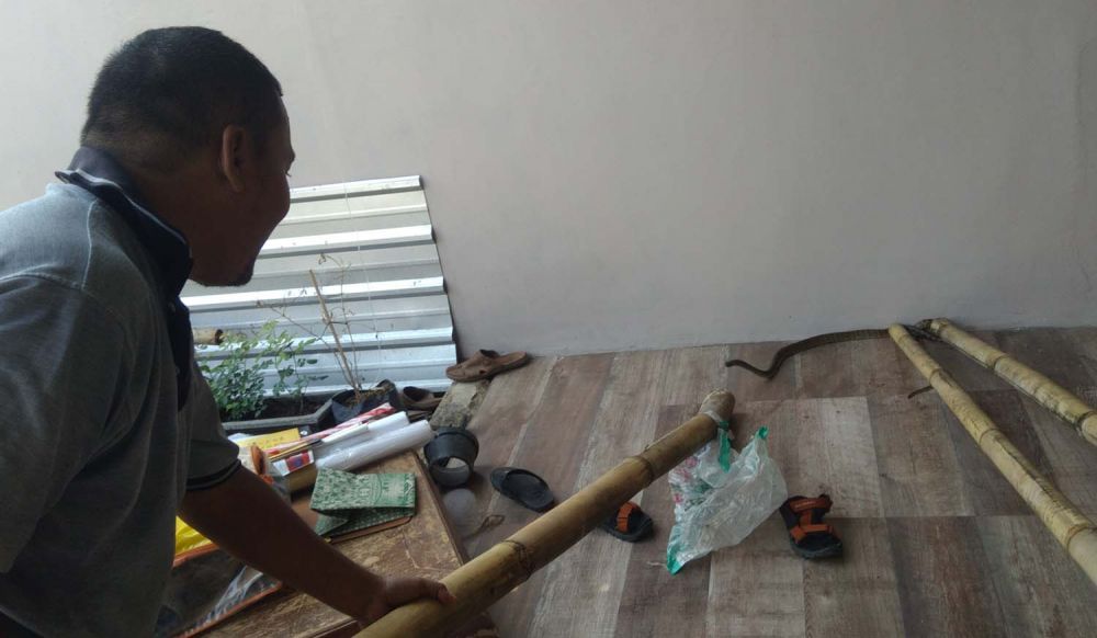 Warga melumpuhkan Ular Sanca dengan batang bambu