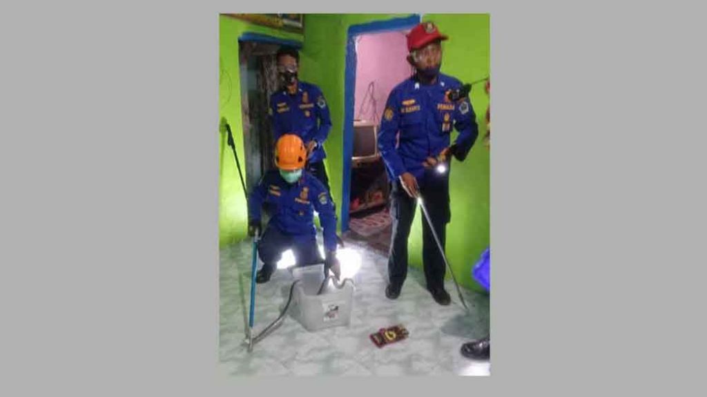Ular kobra yang ditangkap petugas damkar Kota Malang
