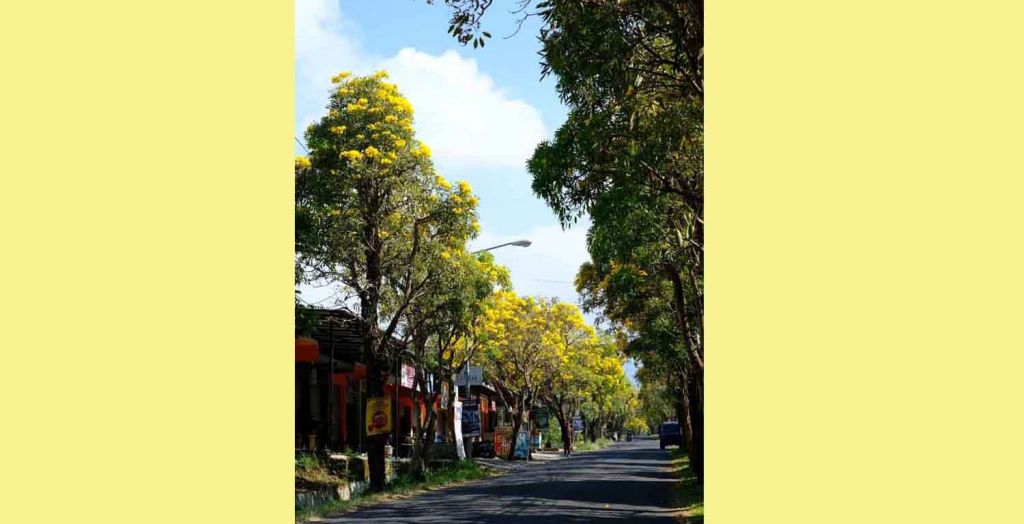 Bunga Tabebuya Bermekaran di Kota Batu Jadi Obyek Wisata Ala Jepang