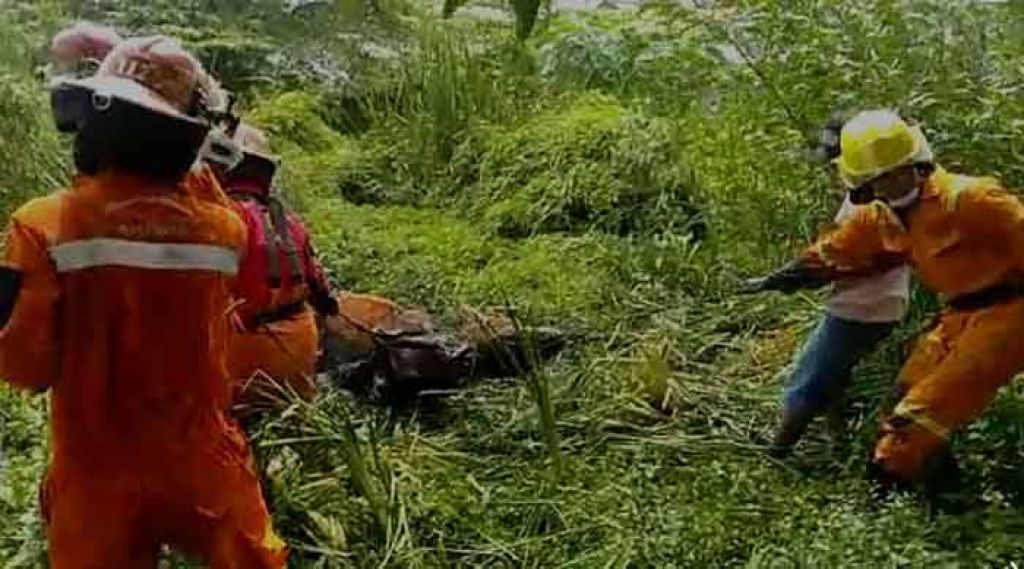 Evakuasi sapi terjebak di rawa