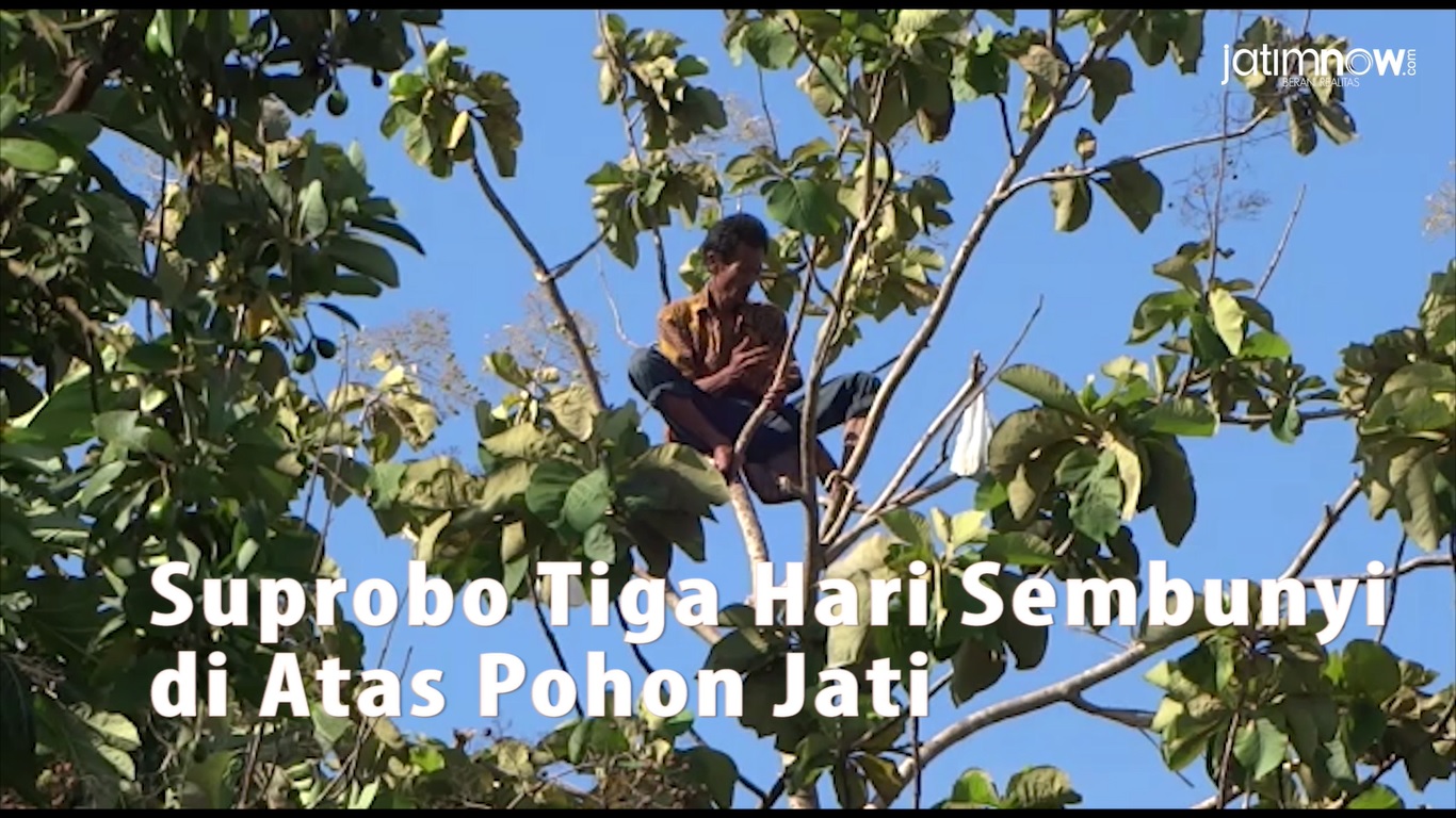 Video: Suprobo Tiga Hari Sembunyi di Atas Pohon Jati