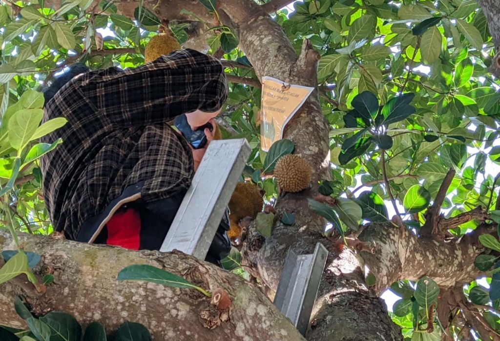 Buah nangka mirip durian di Ponorogo yang viral