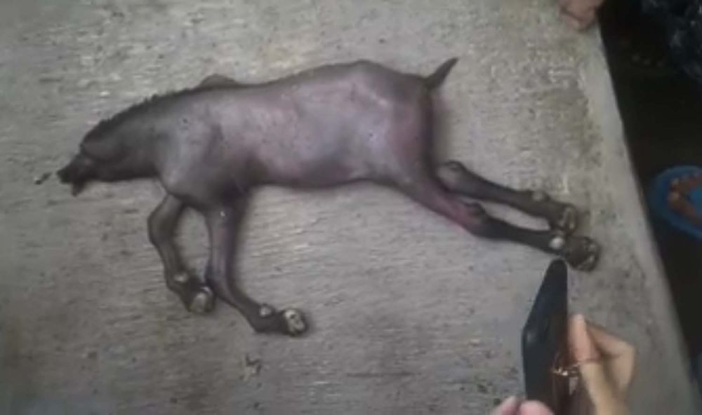 Viral Video Anak Kambing Berkepala Babi, Begini Faktanya